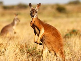 Wild Australia: Wild Australia – Part 1, e shtunë, ora 20:00, Animal Planet